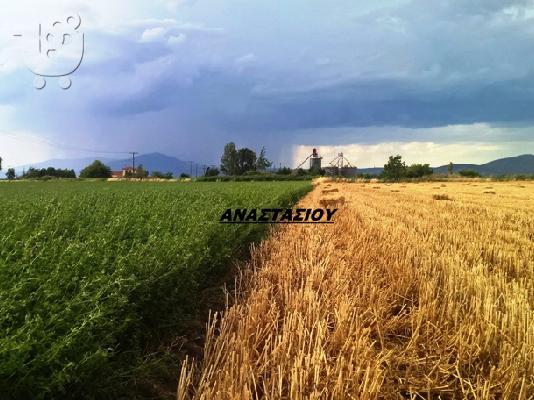 PoulaTo: τριφυλλι-σανο-αχυρο